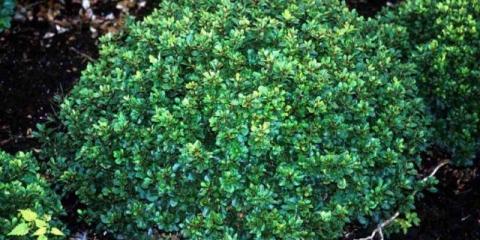 Žutika thunberg kobalt (kobold): opis